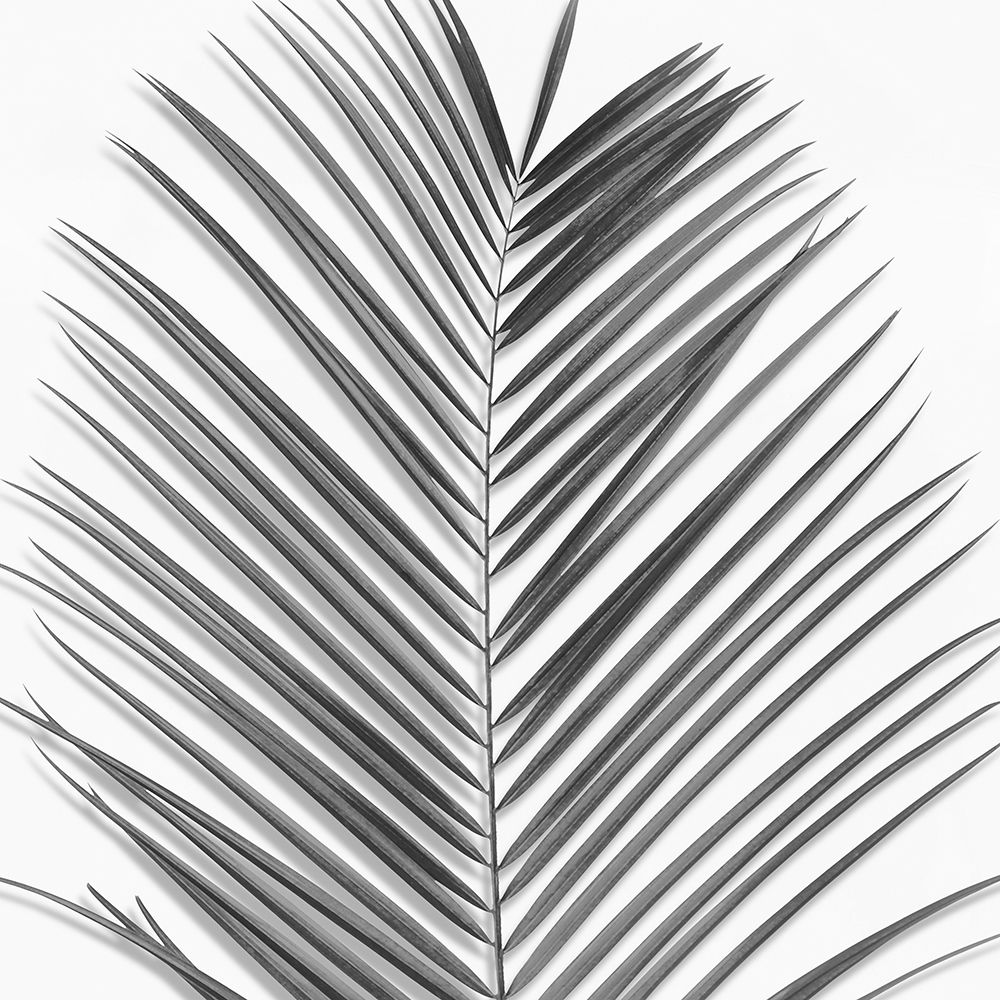 Palm Black and White V art print by Mia Jensen for $57.95 CAD