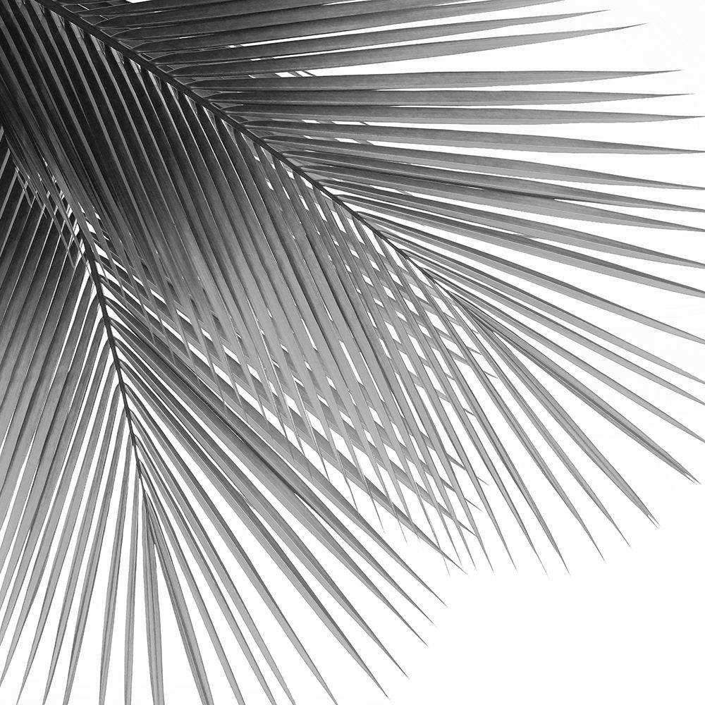 Palm Black and White VI art print by Mia Jensen for $57.95 CAD
