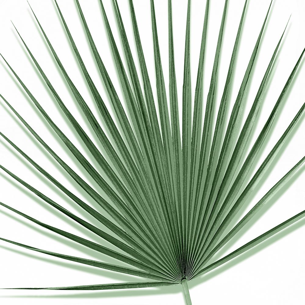 Palm Green III art print by Mia Jensen for $57.95 CAD