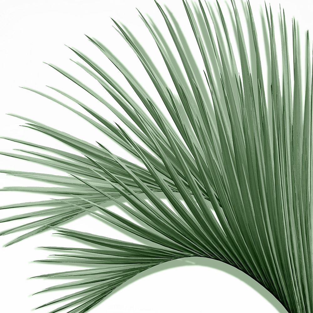 Palm Green IV art print by Mia Jensen for $57.95 CAD