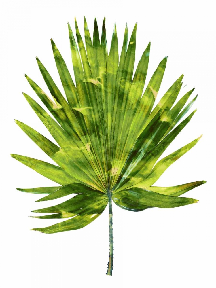 Palm IV art print by Melonie Miller for $57.95 CAD