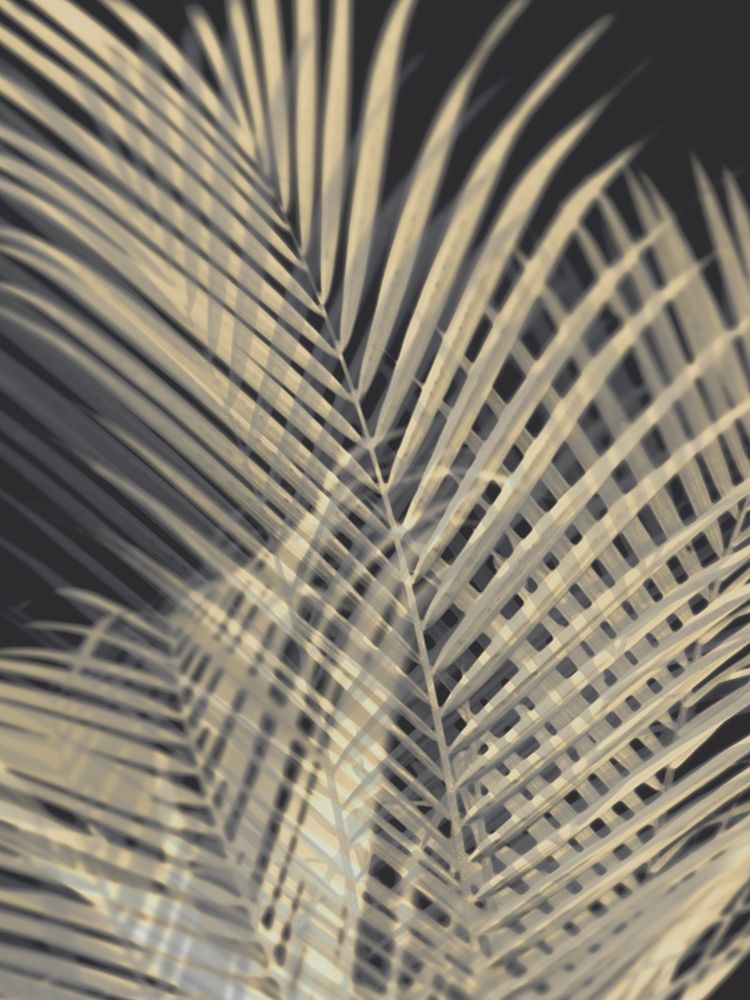 Palm Shadows Cream I art print by Melonie Miller for $57.95 CAD