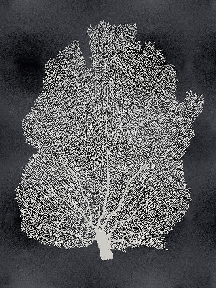 Sea Fan on Black I art print by Melonie Miller for $57.95 CAD