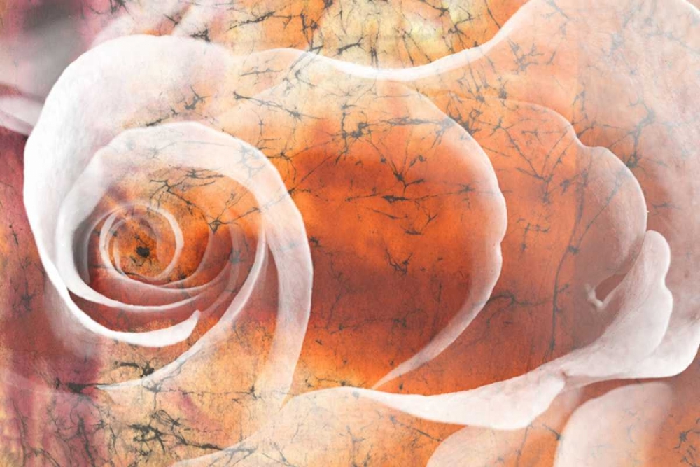 Floral Collaboration II art print by Michelle Oppenheimer for $57.95 CAD
