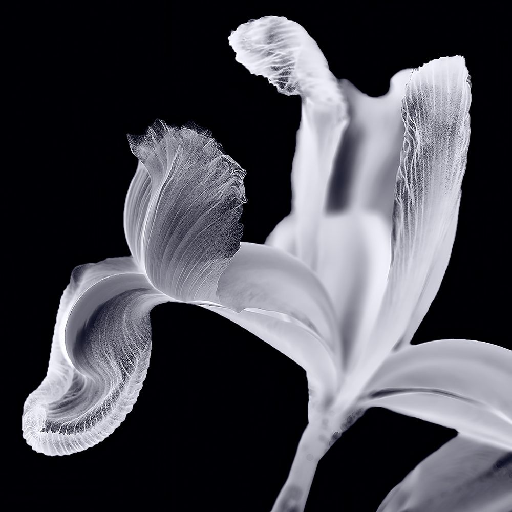 Iris II Lilac Gray on Black art print by David Pollard for $57.95 CAD