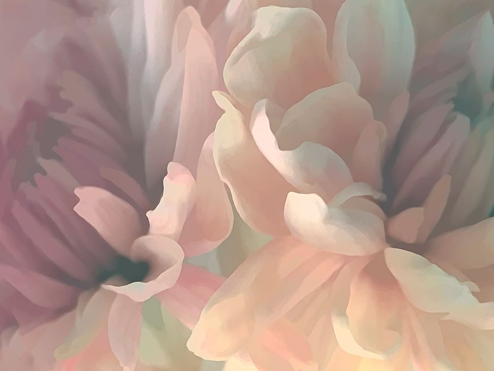 Chrysanthemum II art print by David Pollard for $57.95 CAD