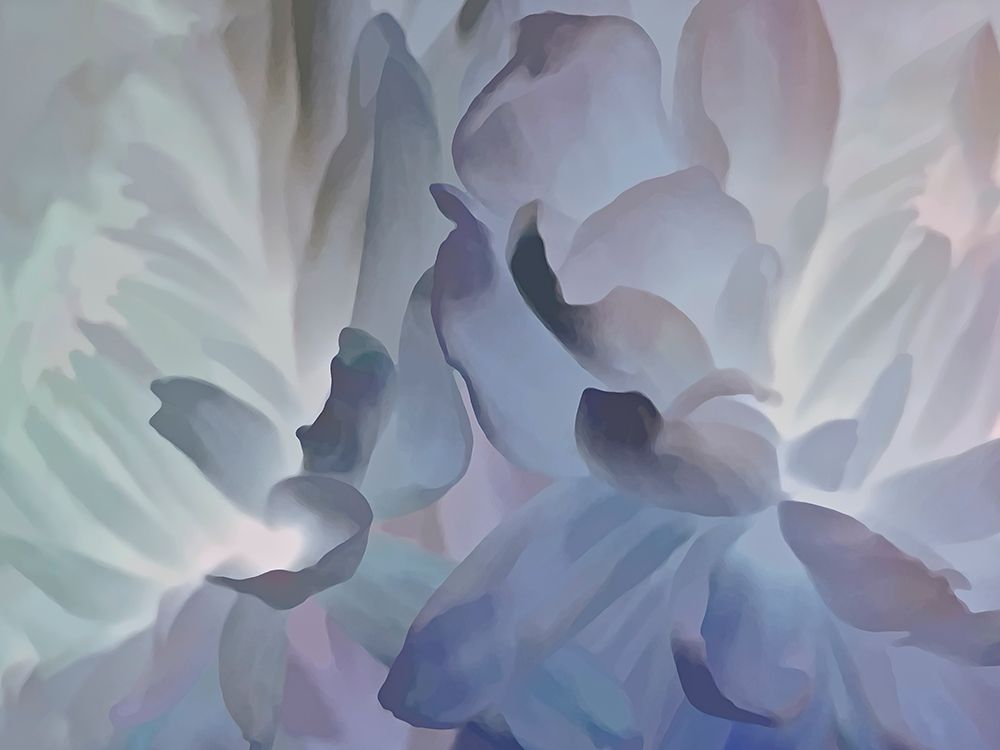 Chrysanthemum VI art print by David Pollard for $57.95 CAD