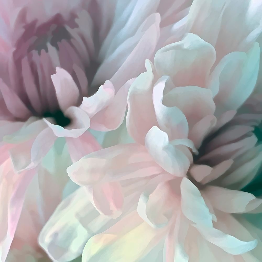 Chrysanthemum XI art print by David Pollard for $57.95 CAD