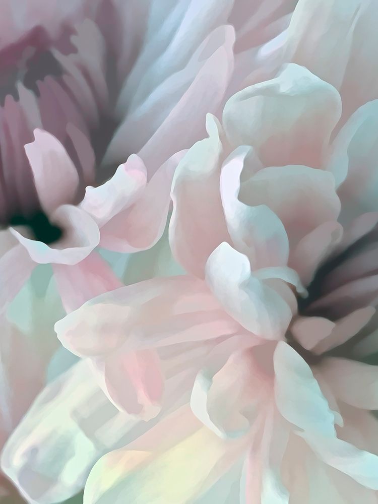 Chrysanthemum XII art print by David Pollard for $57.95 CAD