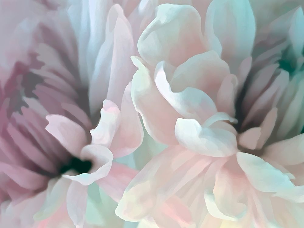 Chrysanthemum XIII art print by David Pollard for $57.95 CAD