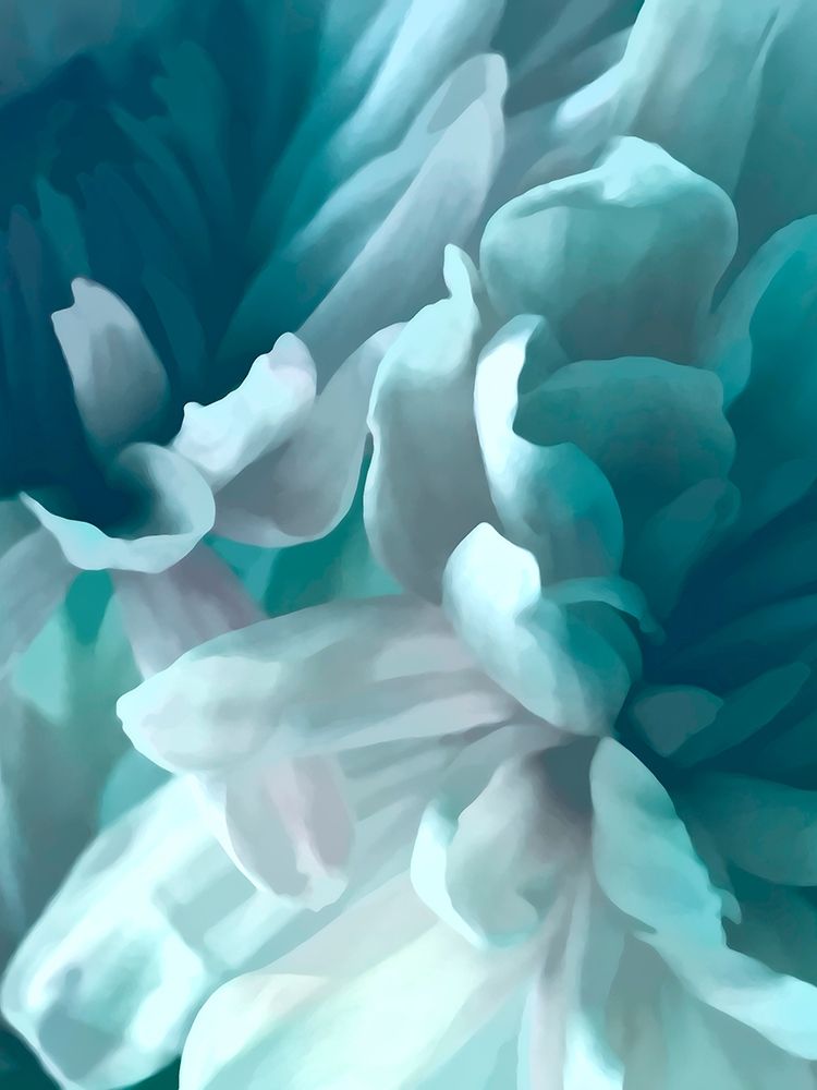 Chrysanthemum XV art print by David Pollard for $57.95 CAD