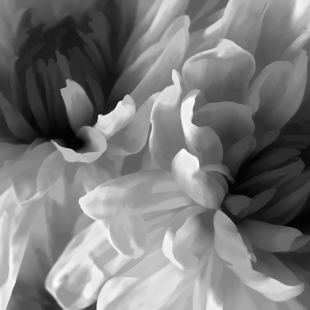 Chrysanthemum XVII art print by David Pollard for $57.95 CAD