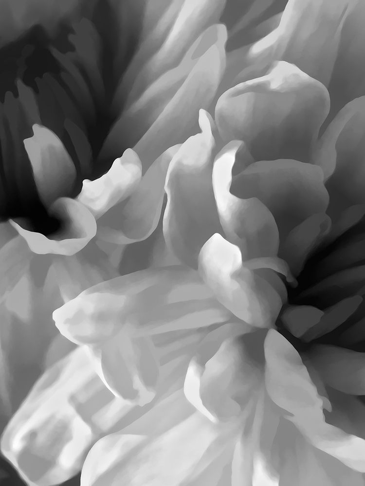 Chrysanthemum XVIII art print by David Pollard for $57.95 CAD
