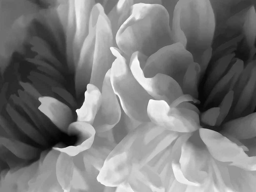 Chrysanthemum XIX art print by David Pollard for $57.95 CAD