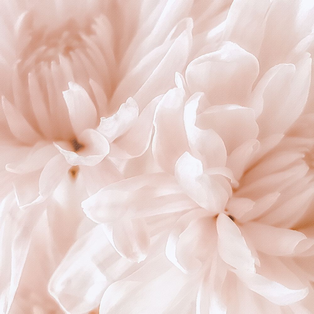 Chrysanthemum Pale Sepia I art print by David Pollard for $57.95 CAD