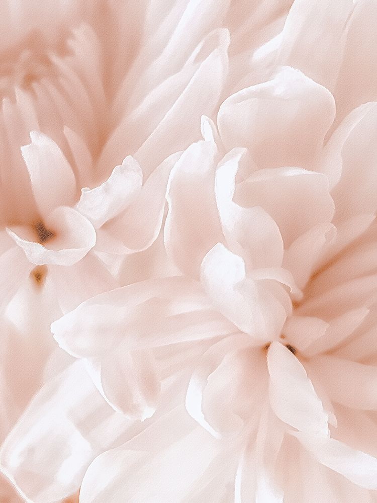 Chrysanthemum Pale Sepia II art print by David Pollard for $57.95 CAD