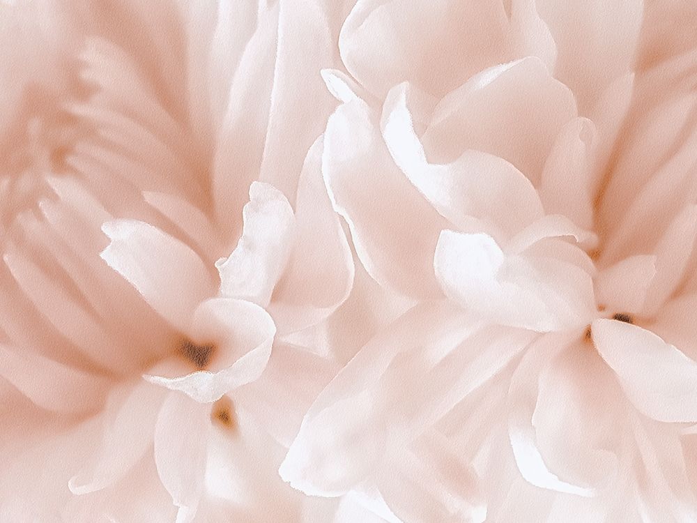 Chrysanthemum Pale Sepia III art print by David Pollard for $57.95 CAD