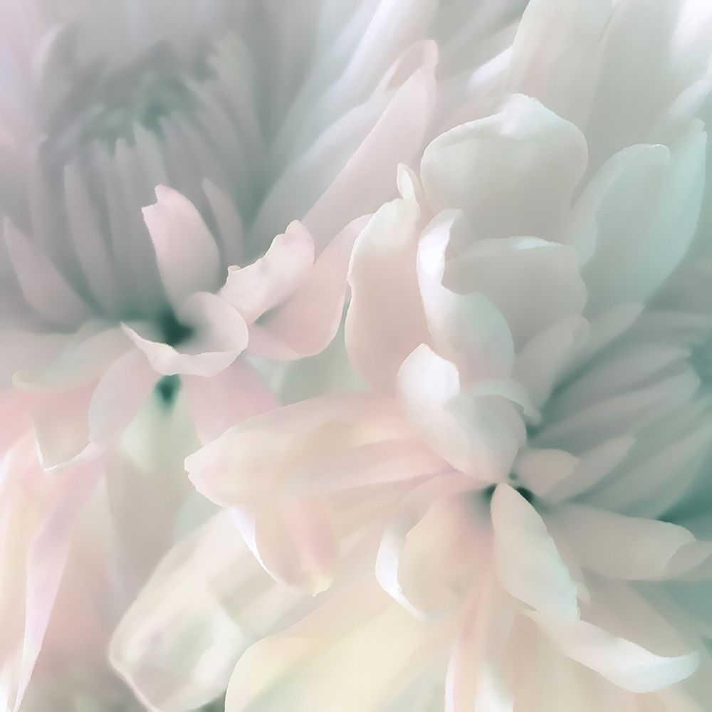 Chrysanthemum Pink and Cyan I art print by David Pollard for $57.95 CAD