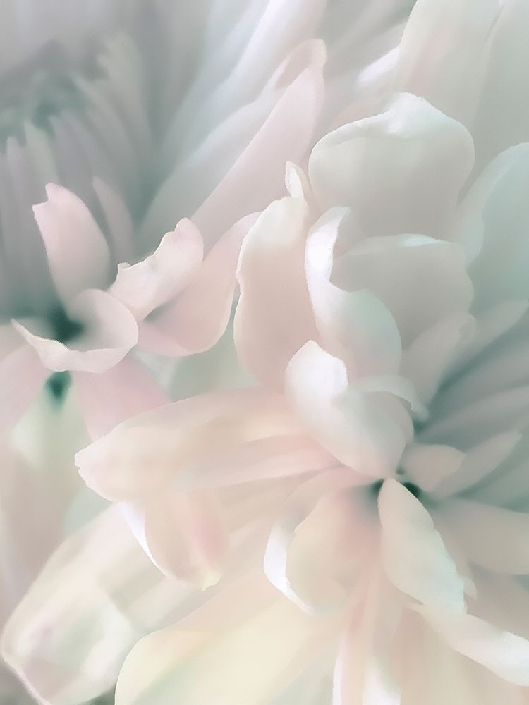 Chrysanthemum Pink and Cyan II art print by David Pollard for $57.95 CAD