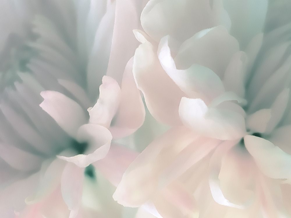 Chrysanthemum Pink and Cyan III art print by David Pollard for $57.95 CAD