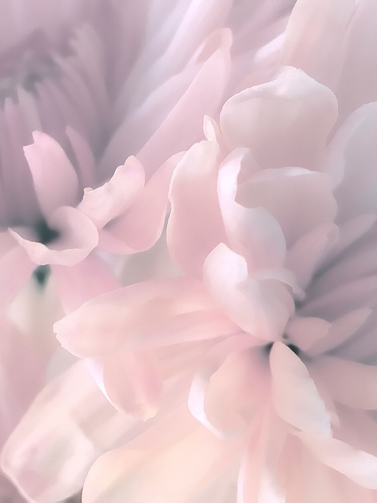Chrysanthemum Pink Blush II art print by David Pollard for $57.95 CAD