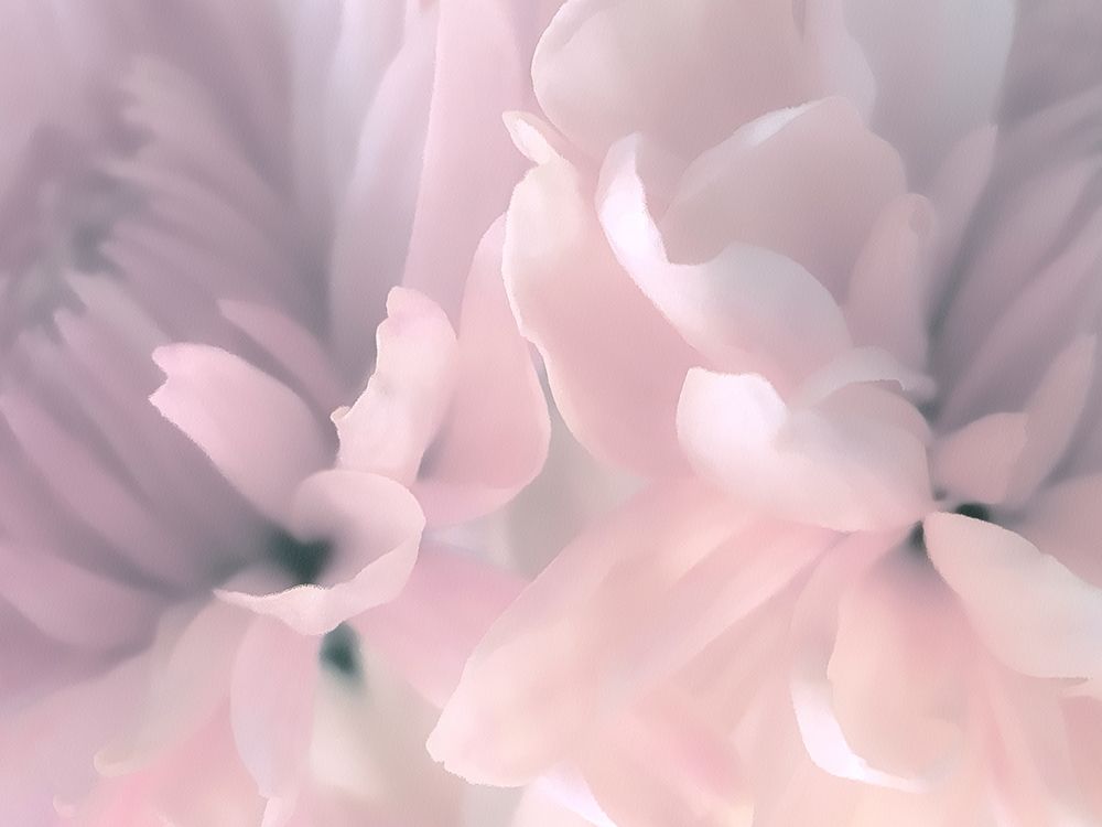 Chrysanthemum Pink Blush III art print by David Pollard for $57.95 CAD