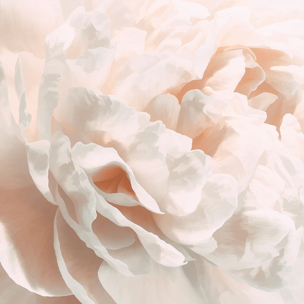 Peony Pale Sepia I art print by David Pollard for $57.95 CAD