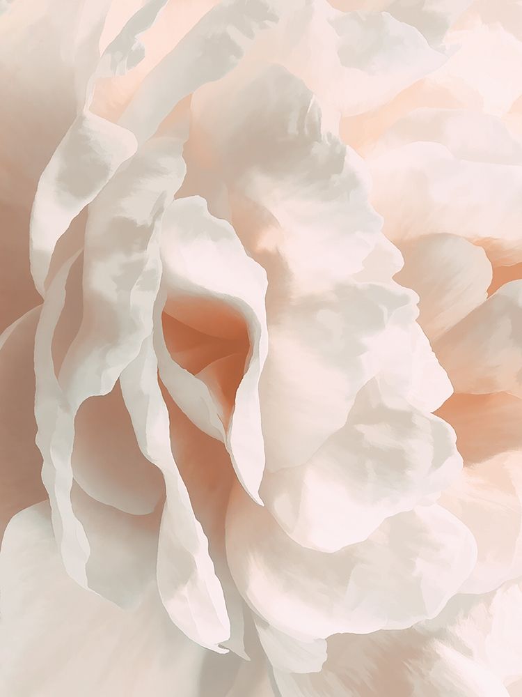 Peony Pale Sepia II art print by David Pollard for $57.95 CAD