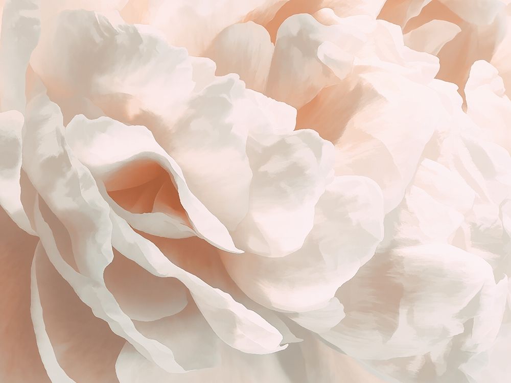 Peony Pale Sepia III art print by David Pollard for $57.95 CAD