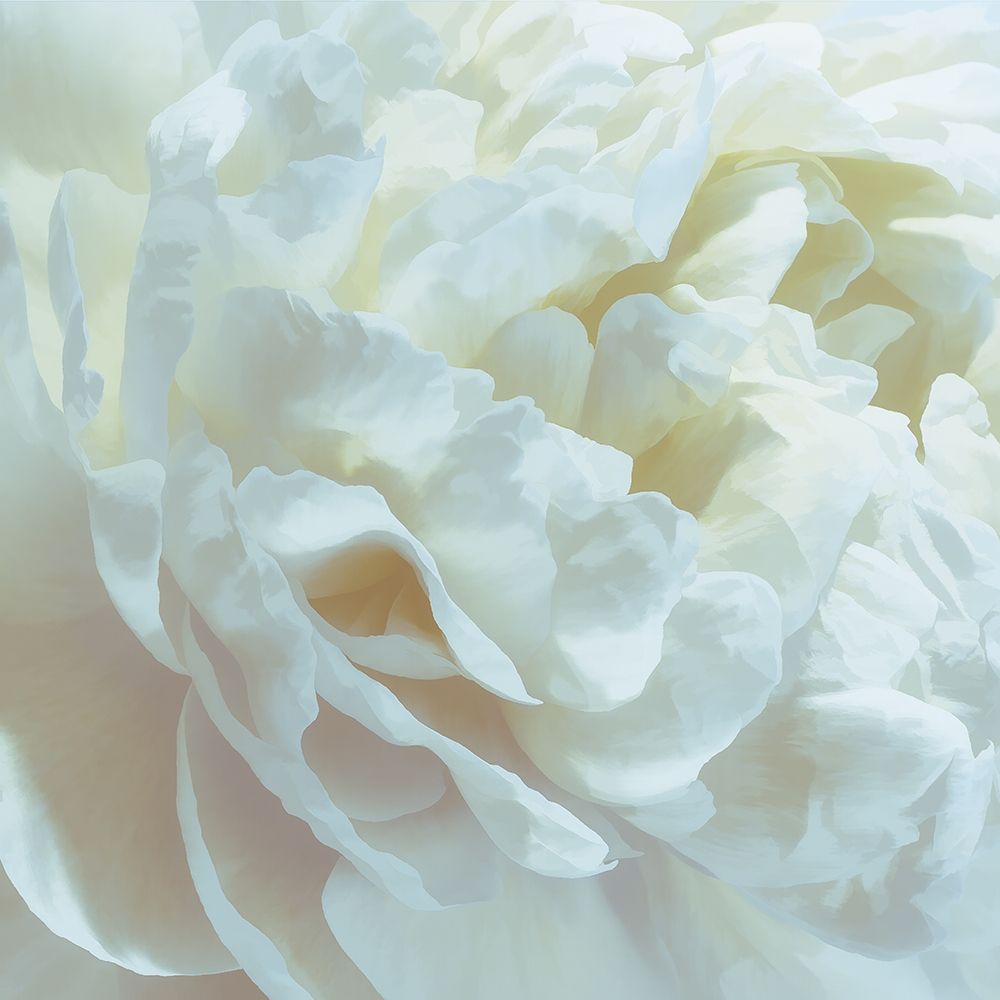Peony Pale Yellow Blush I art print by David Pollard for $57.95 CAD