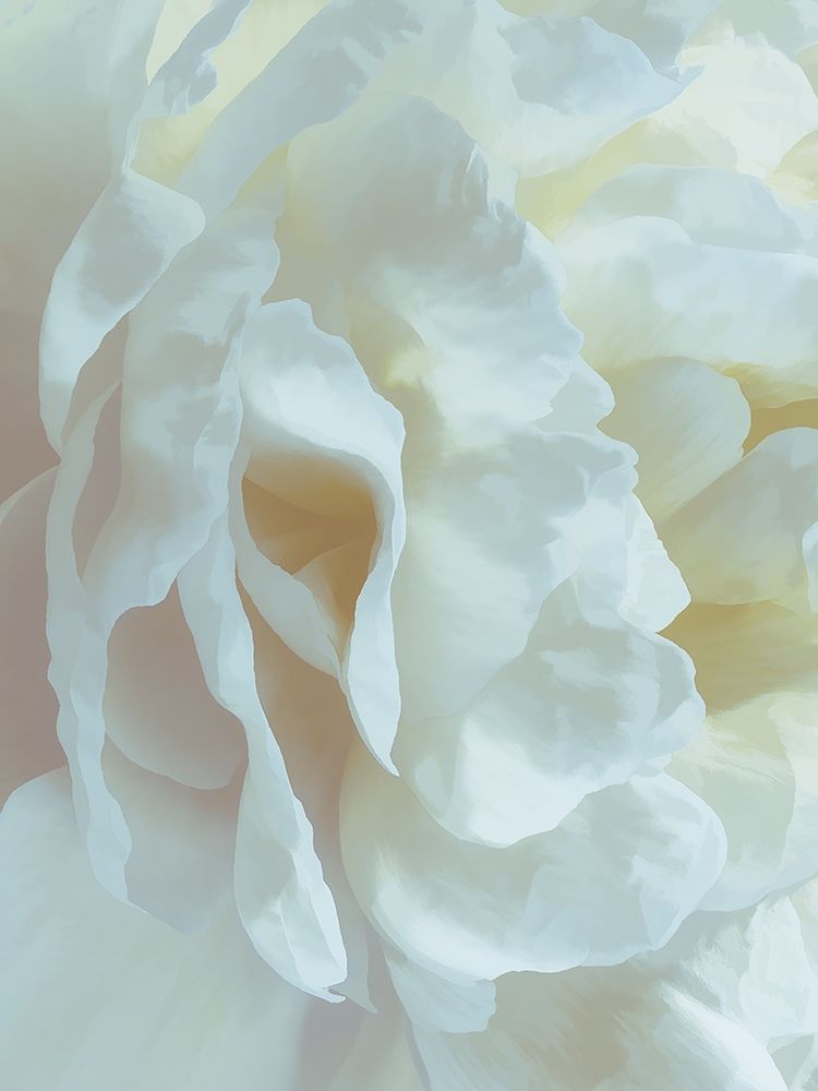 Peony Pale Yellow Blush II art print by David Pollard for $57.95 CAD