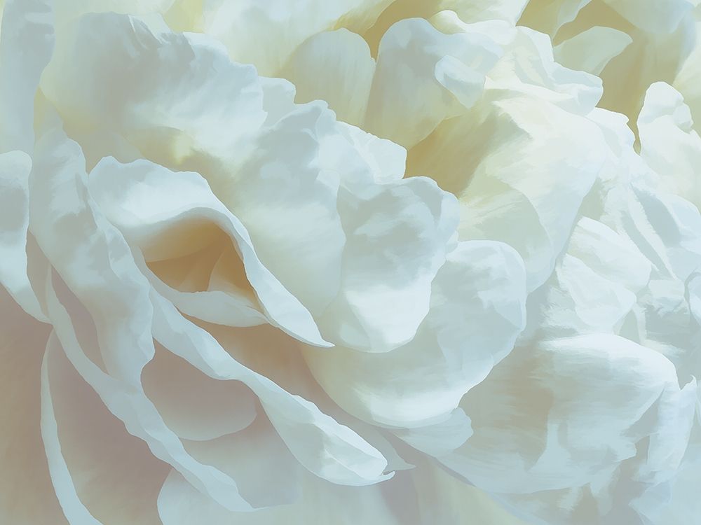 Peony Pale Yellow Blush III art print by David Pollard for $57.95 CAD