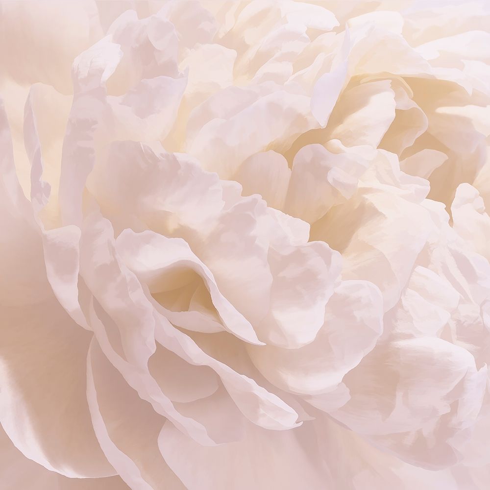 Peony Peaches and Cream I art print by David Pollard for $57.95 CAD