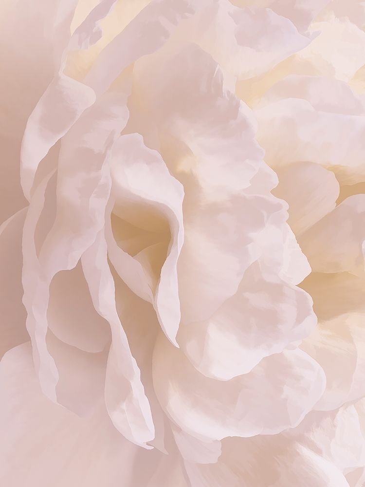 Peony Peaches and Cream II art print by David Pollard for $57.95 CAD