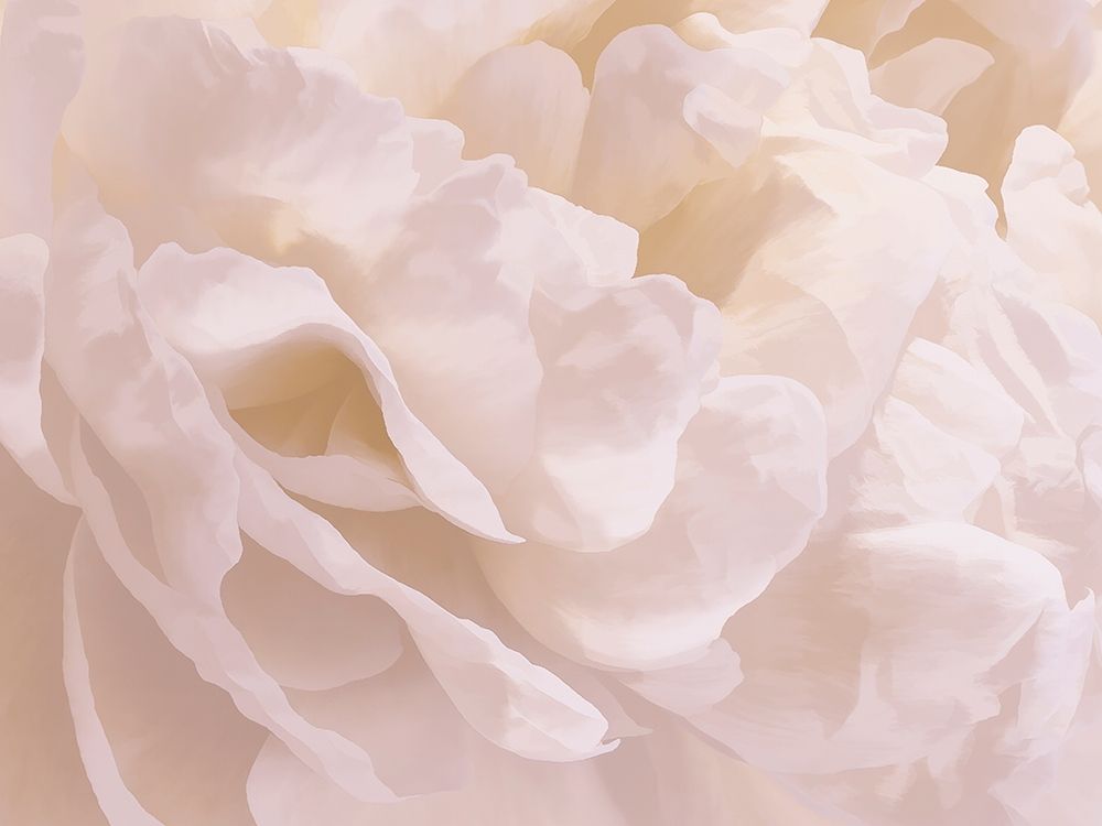 Peony Peaches and Cream III art print by David Pollard for $57.95 CAD