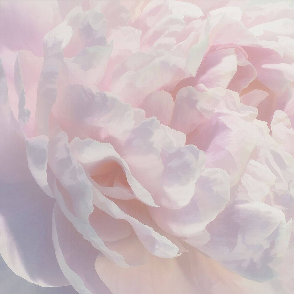 Peony Pink Blush I art print by David Pollard for $57.95 CAD