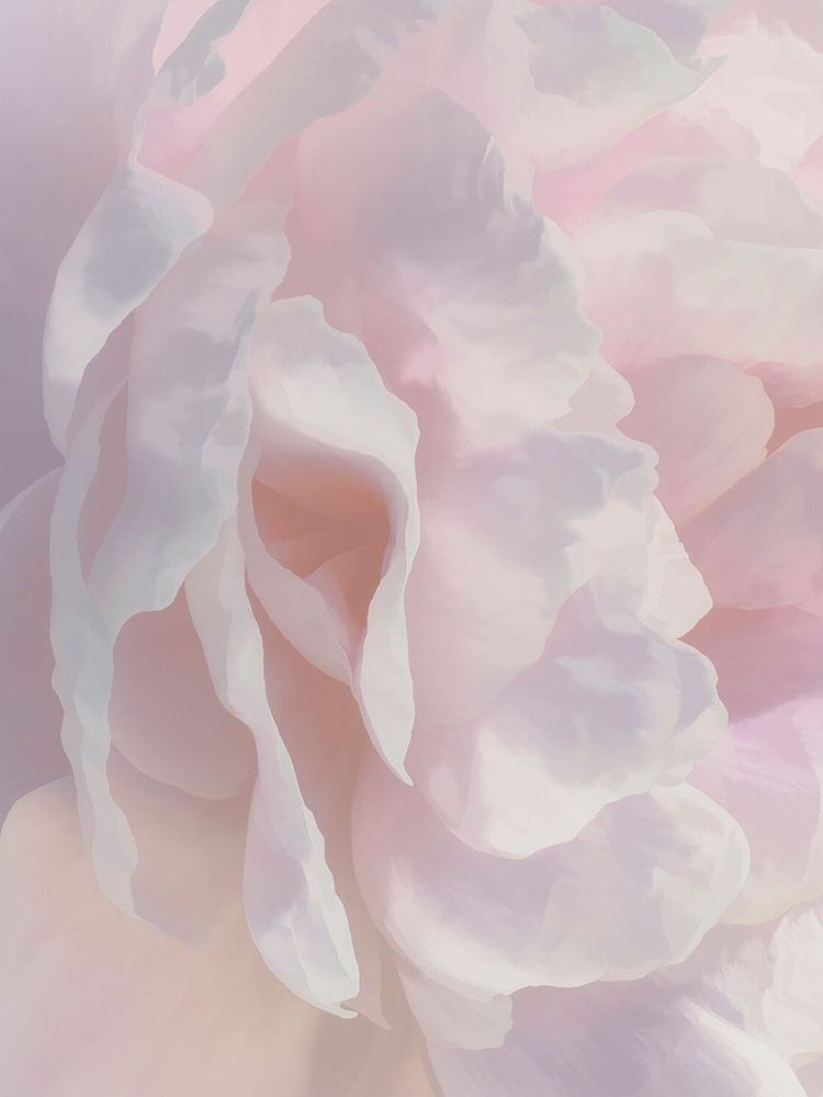 Peony Pink Blush II art print by David Pollard for $57.95 CAD