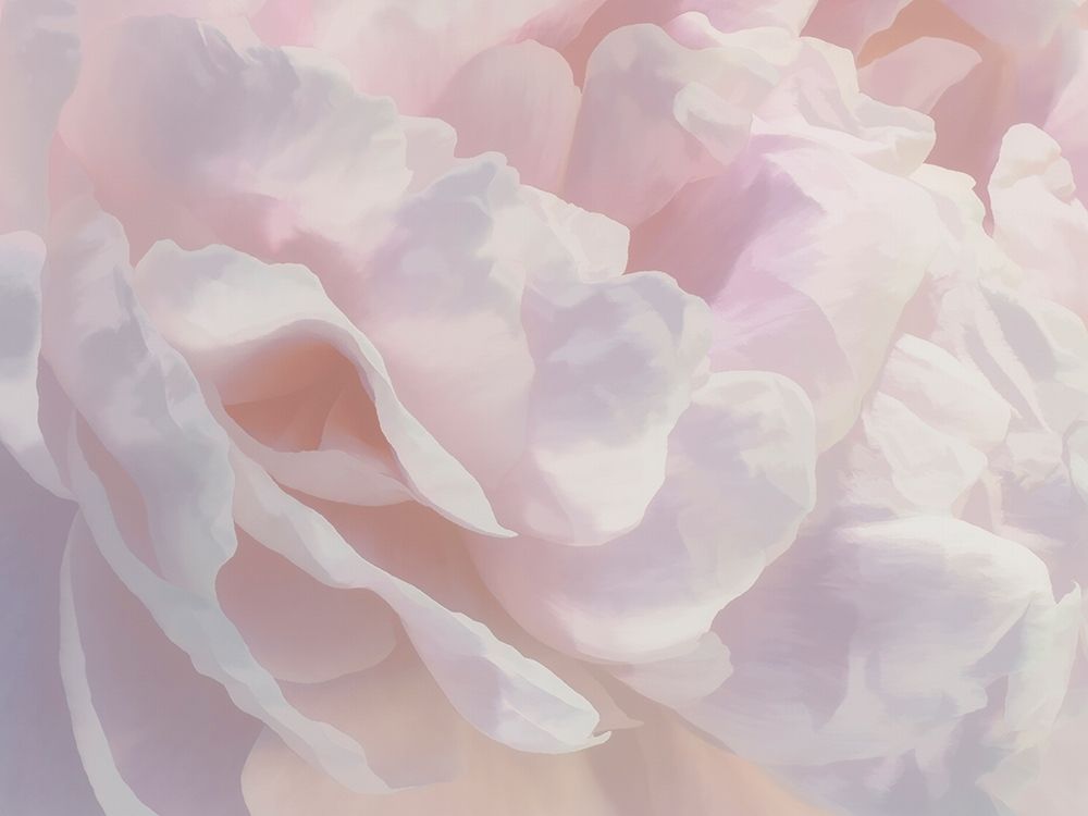 Peony Pink Blush III art print by David Pollard for $57.95 CAD