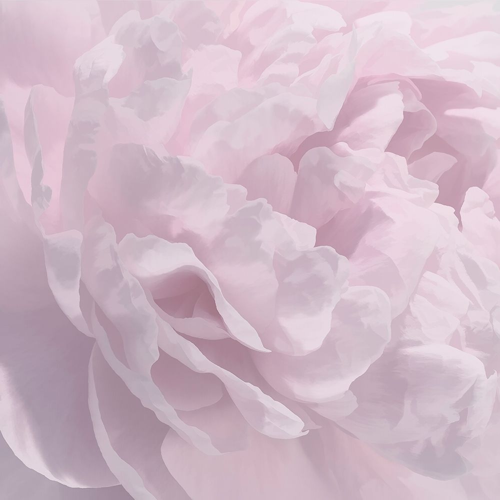 Peony Pink I art print by David Pollard for $57.95 CAD