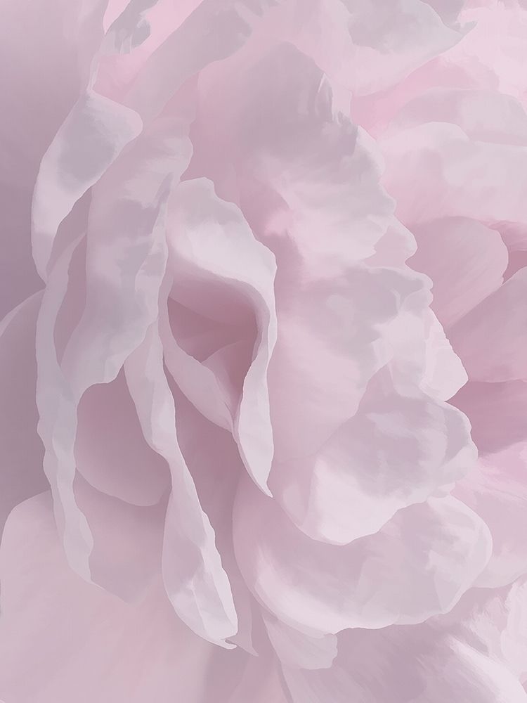 Peony Pink II art print by David Pollard for $57.95 CAD