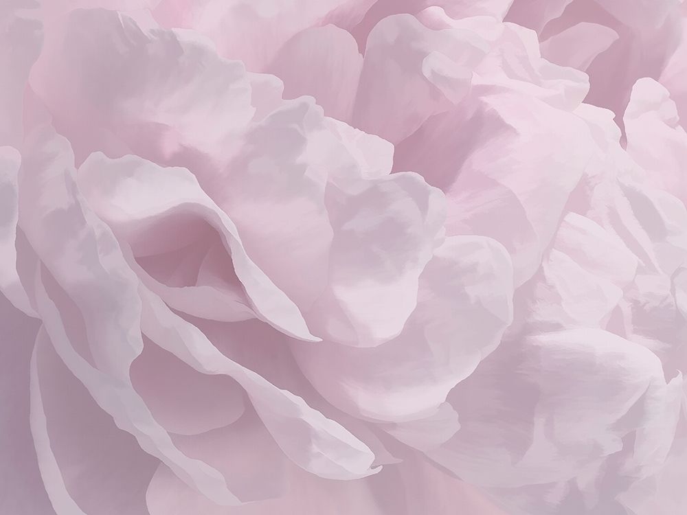 Peony Pink III art print by David Pollard for $57.95 CAD