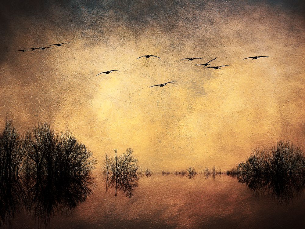 Homeward Bound Sepia art print by David Pollard for $57.95 CAD