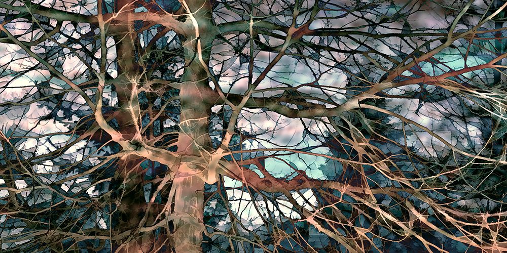 Grey Blush II art print by David Pollard for $57.95 CAD