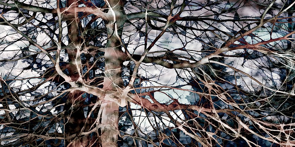 Natural Midnight II art print by David Pollard for $57.95 CAD