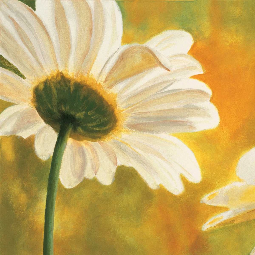 Marguerites dans le soleil I art print by Pierre Viollet for $57.95 CAD