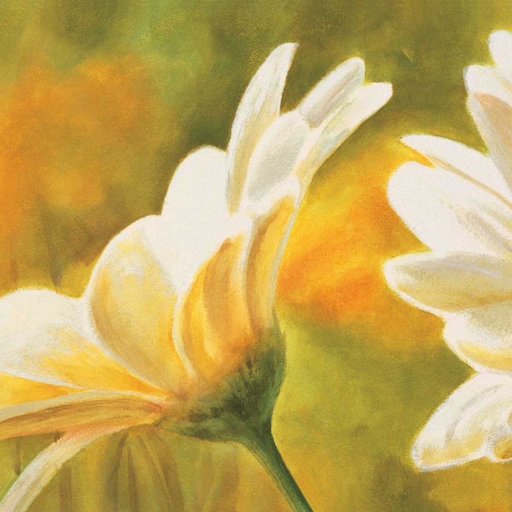 Marguerites dans le soleil 2 art print by Pierre Viollet for $57.95 CAD