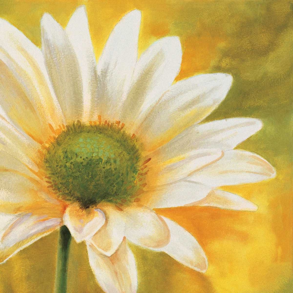 Marguerites dans le soleil 3 art print by Pierre Viollet for $57.95 CAD