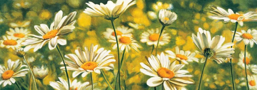 Mlodie de marguerites art print by Pierre Viollet for $57.95 CAD