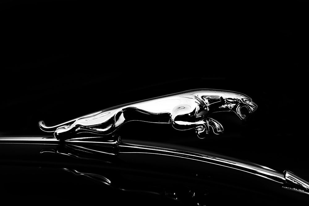 Jaguar art print by Mark Rogan for $57.95 CAD