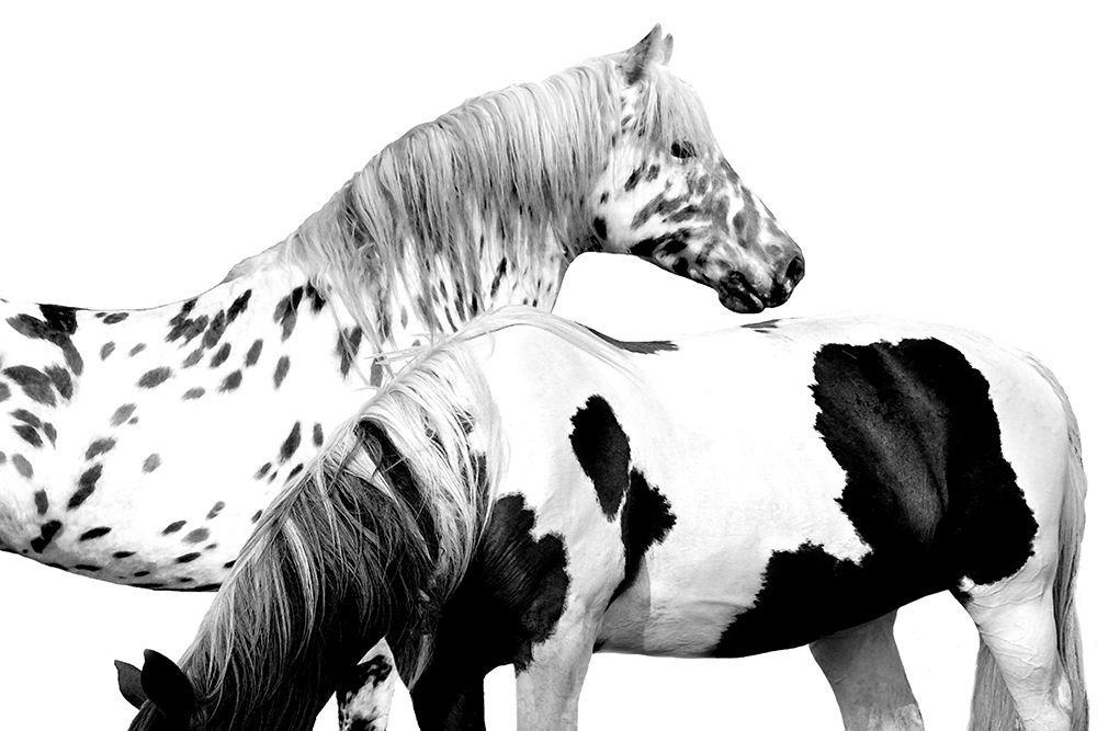 Spotted and Pinto art print by Samantha Carter for $57.95 CAD